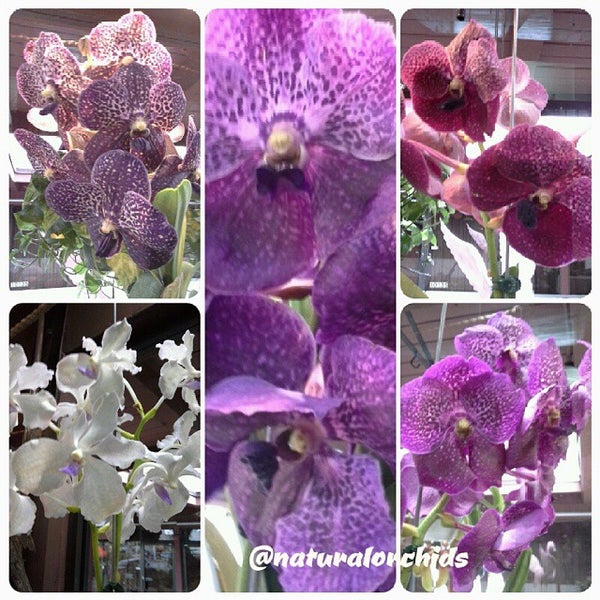 Natural Orchids Boutique Flower Store in Miami