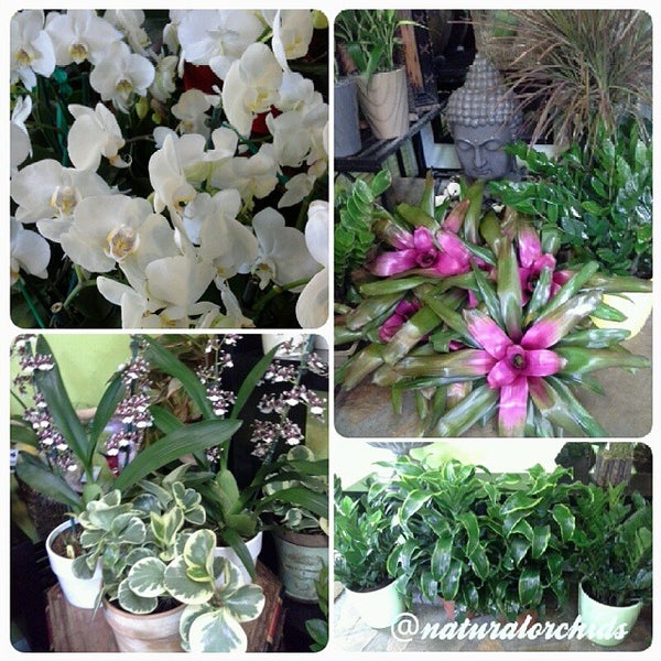 Natural Orchids Boutique Flower Store in Miami