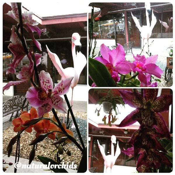 Natural Orchids Boutique Flower Store in Miami