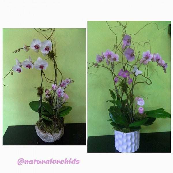 Natural Orchids Boutique Flower Store in Miami
