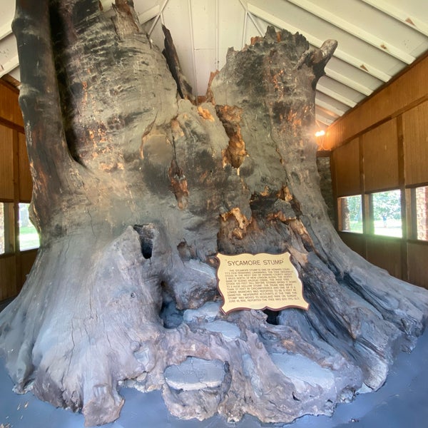World's Largest Sycamore Stump Kokomo, IN