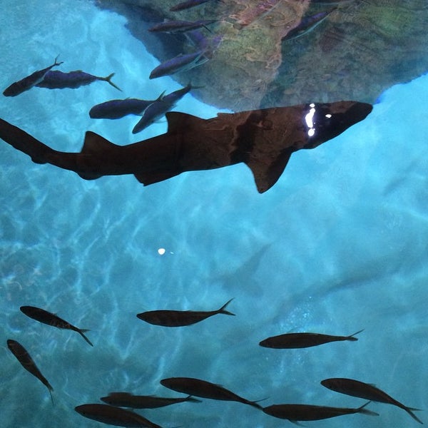 Florida Keys Aquarium Encounters 11710 Overseas Hwy