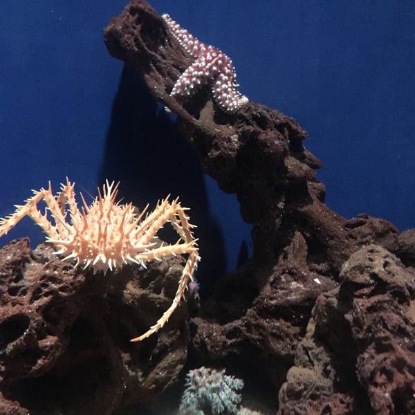 8/22/2015にAndrey L.がMonterey Bay Aquariumで撮った写真