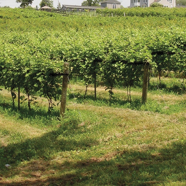 10/8/2014 tarihinde Sunset Meadow Vineyards  SMVziyaretçi tarafından Sunset Meadow Vineyards  SMV'de çekilen fotoğraf