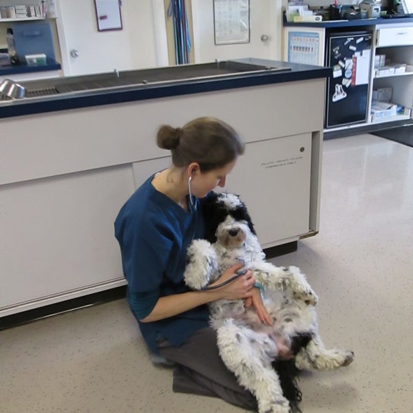 Oswego Veterinary Hospital 20 visitors