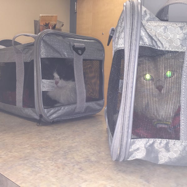 vca midwest animal hospital