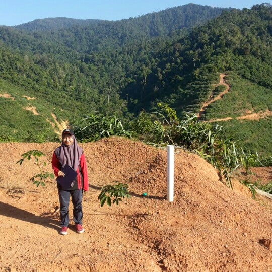 Gula Padang Terap 2 Tips