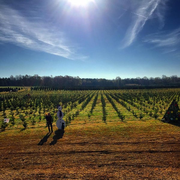 Tree farm. Tree farm