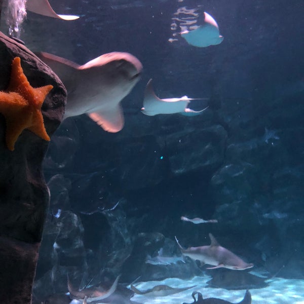 8/20/2018 tarihinde Mei H.ziyaretçi tarafından Ripley&#39;s Aquarium'de çekilen fotoğraf