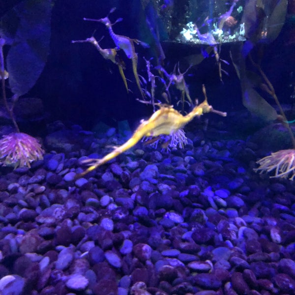 Photo taken at Ripley&#39;s Aquarium by Mei H. on 8/20/2018