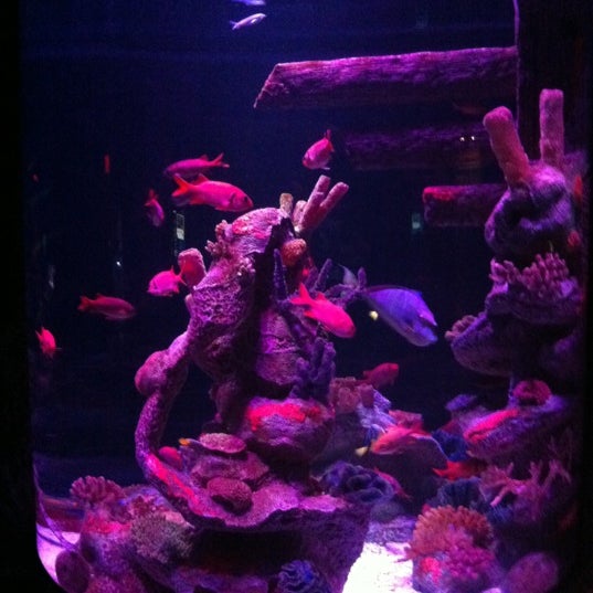 Foto scattata a Sea Life Aquarium da Kelley D. il 6/17/2012