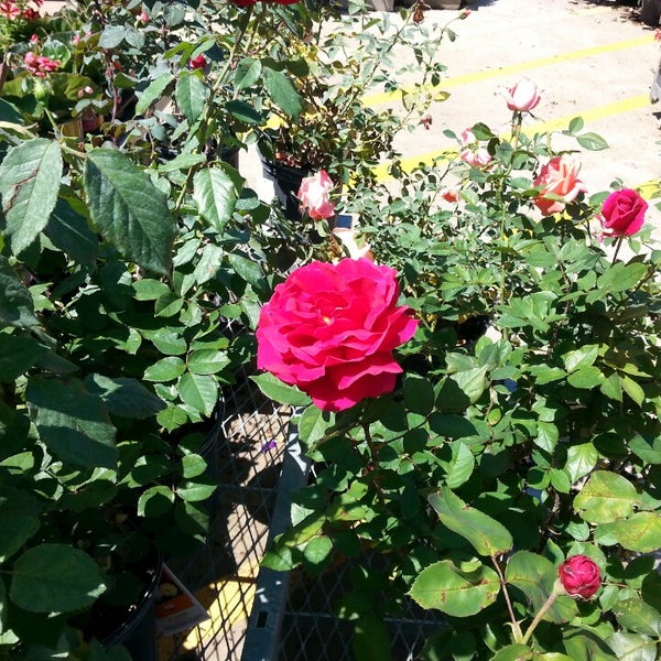 The Home Depot Jackson, MS