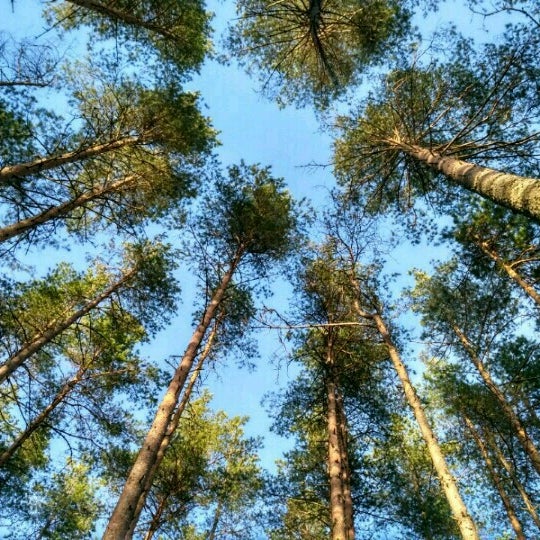 Лужский лес