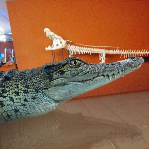 11/11/2014 tarihinde Coolieziyaretçi tarafından Crocosaurus Cove'de çekilen fotoğraf