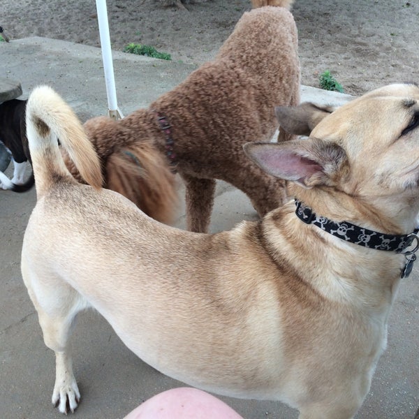 Nickerson Beach Dog Run Dog Park in Long Beach
