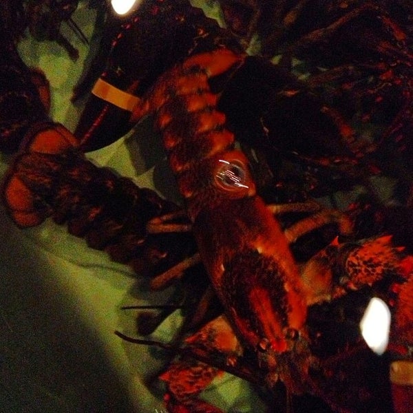 1/16/2013にJoey B.がFreddy&#39;s Lobster &amp; Clamsで撮った写真