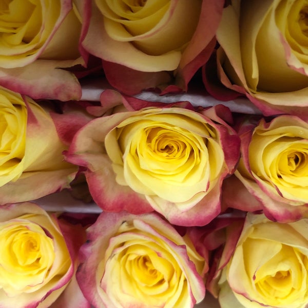 Wholesale Flowers Morena 6 tips from 454 visitors