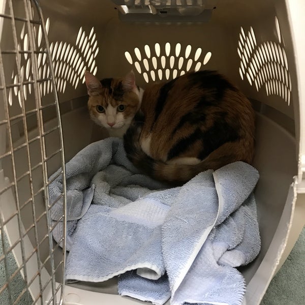 VCA Family and Oahu Veterinary Specialty Center Veterinarian in Pearl