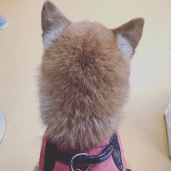 Photos A 豪徳寺なみき動物診療所 27 Visiteurs Photos A 豪徳寺なみき動物診療所 27 Visiteurs