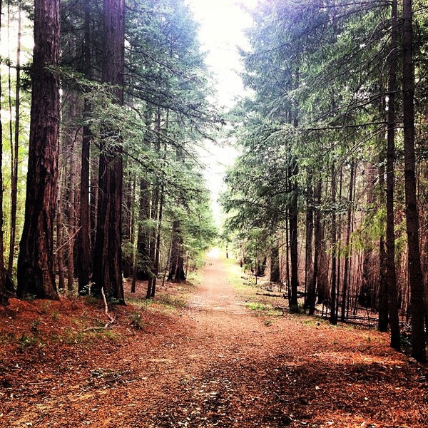 Big Basin Redwoods State Park 42 tips from 3316 visitors