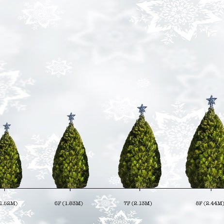 Real Christmas Trees Melbourne 4 Tips