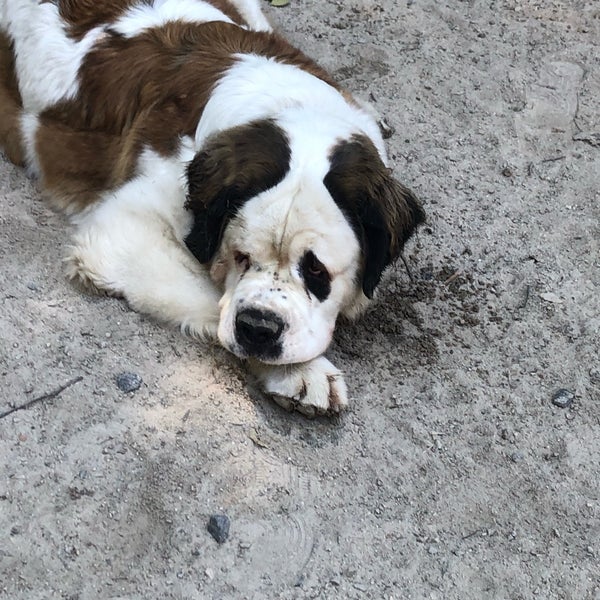 West 105th Street Dog Run Riverside Park Dog Park in New York