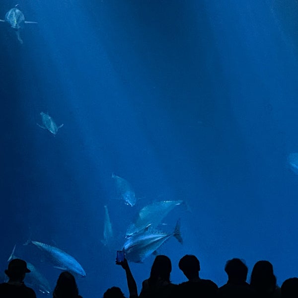Foto tirada no(a) Monterey Bay Aquarium por Igor A. em 2/17/2024