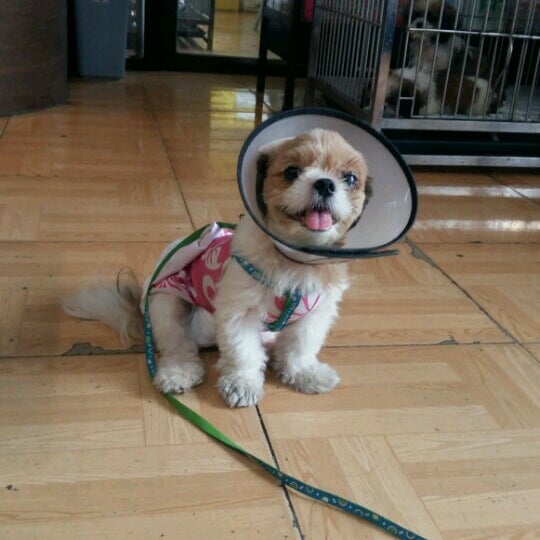 Pet Solution Veterinary Clinic & Grooming Salon Malolos, Bulacan