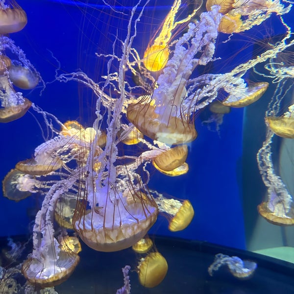 Снимок сделан в Aquarium of the Pacific пользователем E 5/17/2023