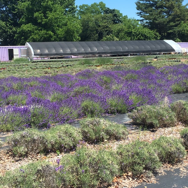 Photo taken at Lavender By the Bay - New York&#39;s Premier Lavender Farm by Li &#39;Lexi&#39; H. on 6/25/2016