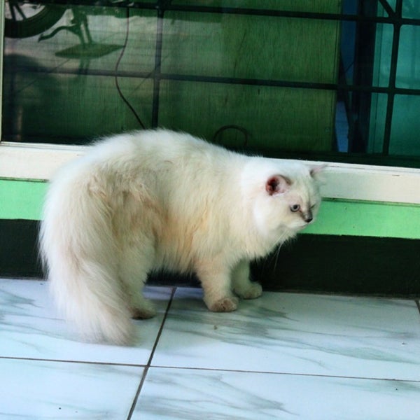 Photos at Rumah Kucing Harpa - Pet Store in Jakarta Utara