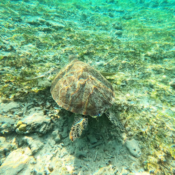 Foto diambil di Trawangan Dive (PADI 5 Star) oleh M K. pada 6/24/2023