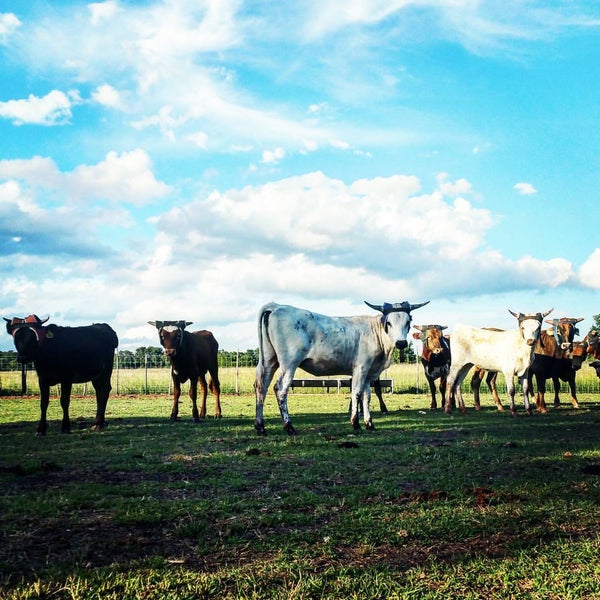Central Texas Field of Dreams Dripping Springs, TX