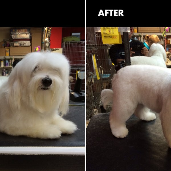 10/27/2014にEuropean Dog Grooming &amp; Pet HotelがEuropean Dog Grooming &amp; Pet Hotelで撮った写真