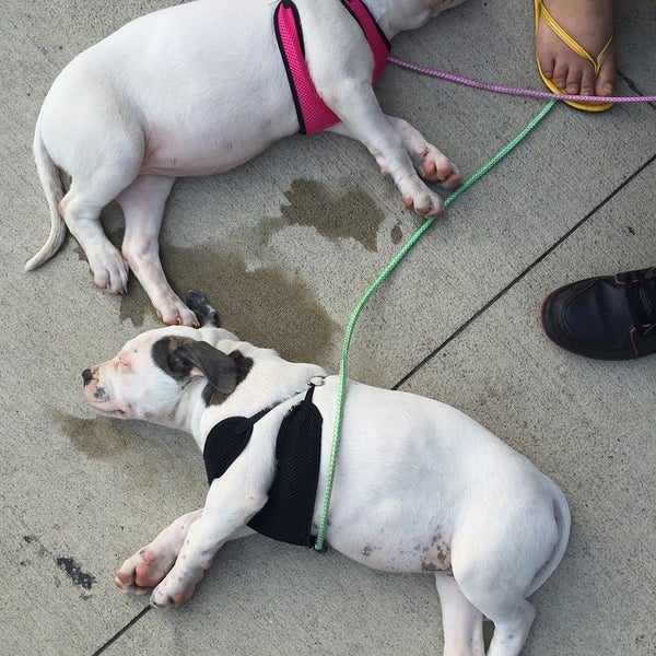 6/1/2015にDareDevil D.がDareDevil Dogsで撮った写真