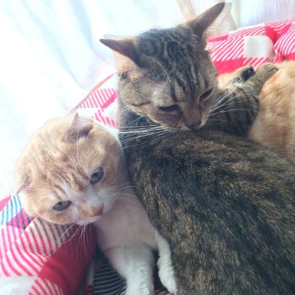 Photos At 猫カフェ とらくん Pet Service In 蒲田