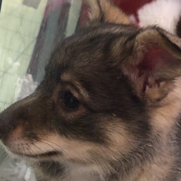 Pet Pourri Rockaway, NJ