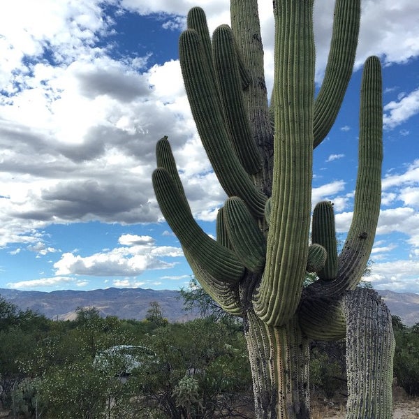Saguaro National Park West - 18 tips