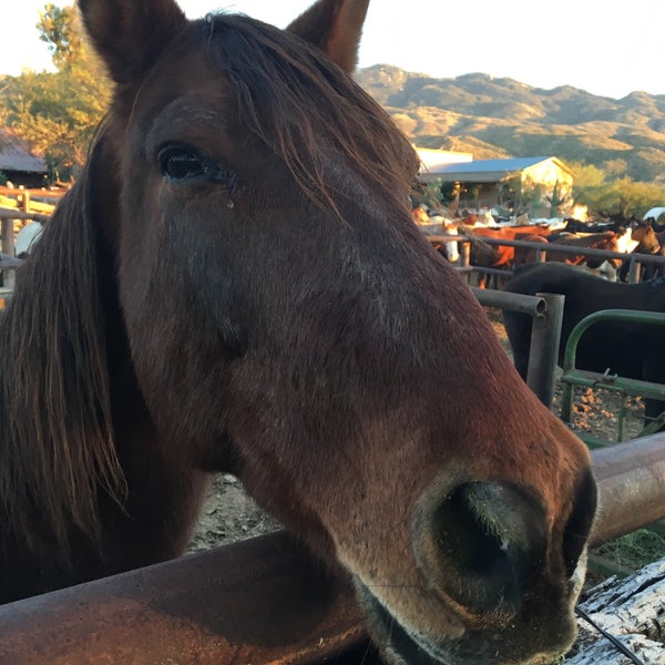 11/8/2015にGary M.がTanque Verde Ranchで撮った写真