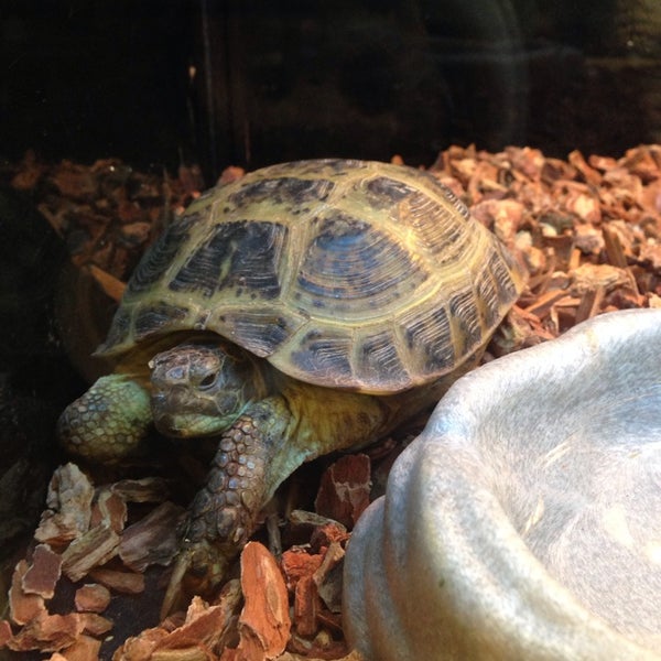 PetSmart Yuma Palms Regional Center 4 tips from 339 visitors