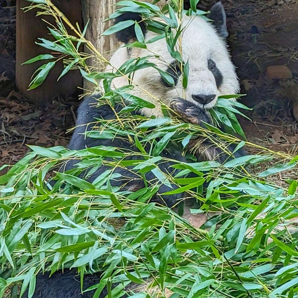Das Foto wurde bei Zoo Atlanta von Hassan A. am 12/31/2023 aufgenommen