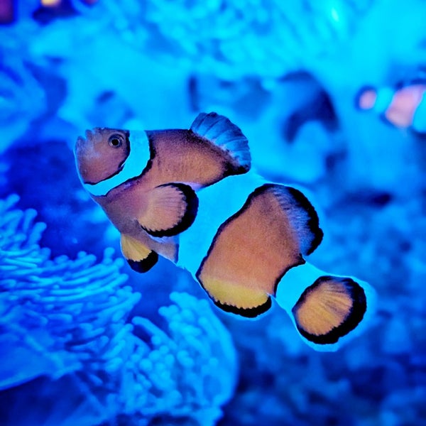 Das Foto wurde bei Georgia Aquarium von Hassan A. am 12/31/2023 aufgenommen