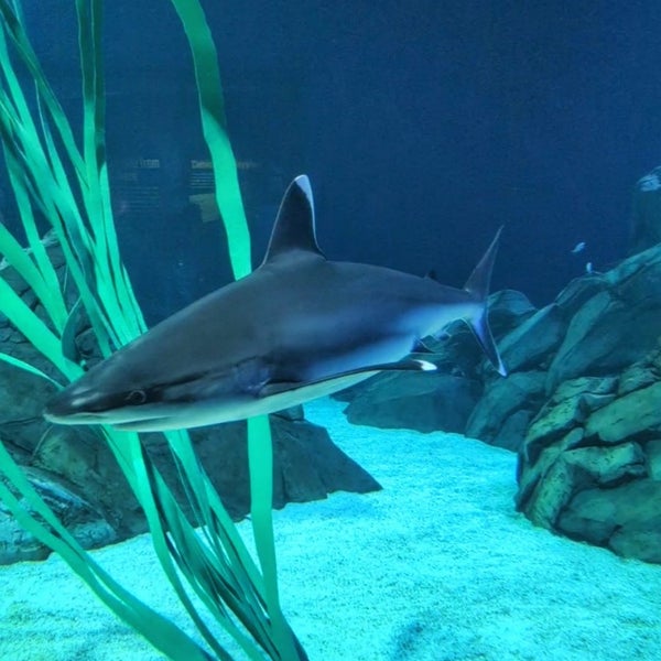 Foto tirada no(a) Georgia Aquarium por Hassan A. em 12/31/2023