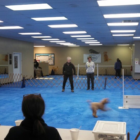 Staten island companion dog training best sale club