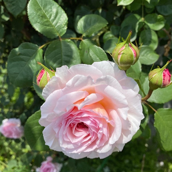 English Garden Rose Cafe 国分寺 国分寺市 東京都 English Garden Rose Cafe 国分寺 国分寺市 東京都