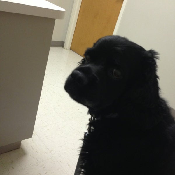 6/18/2013 tarihinde Felicia D.ziyaretçi tarafından The Paw Patch Veterinary Clinic'de çekilen fotoğraf
