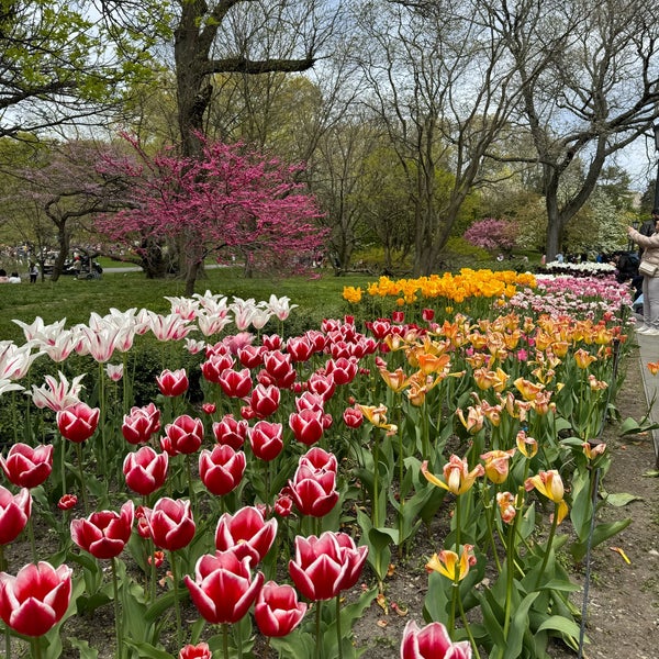 รูปภาพถ่ายที่ Brooklyn Botanic Garden โดย Francesco M. เมื่อ 4/28/2024