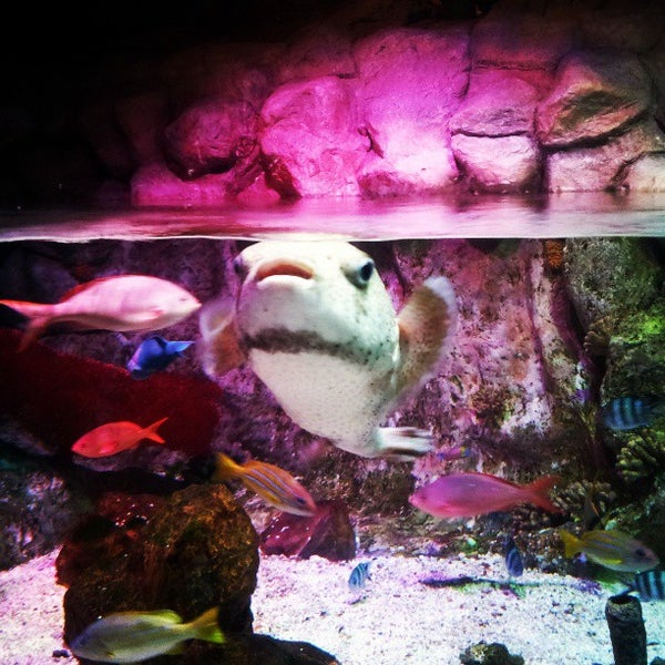 Foto tirada no(a) Sea Life Aquarium por Skiptink em 7/31/2013