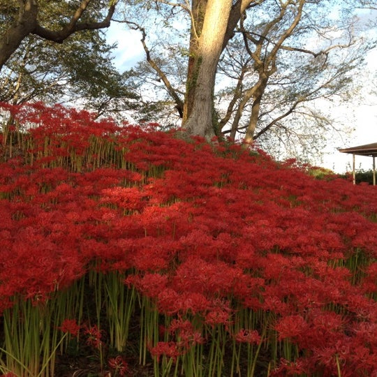 羽黒山公園 Park In 大崎市
