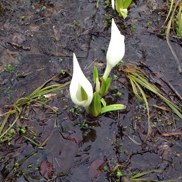 水芭蕉の森 Lake